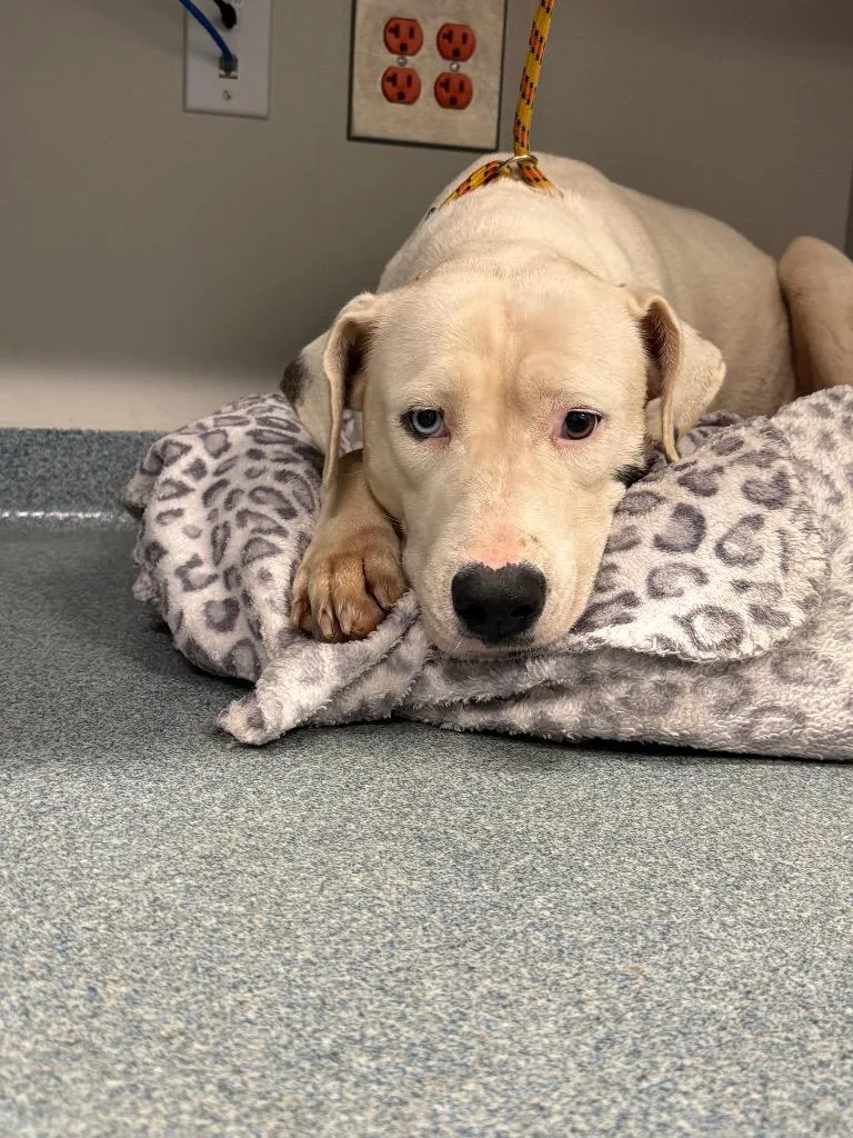 A baby large-sized female Mixed Breed dog named Lucky for adoption in Sapulpa, OK