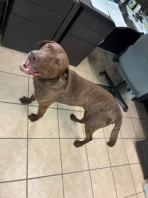 A young large-sized male Brown / Chocolate Chocolate Labrador Retriever dog named Moose for adoption in Mason City, IL