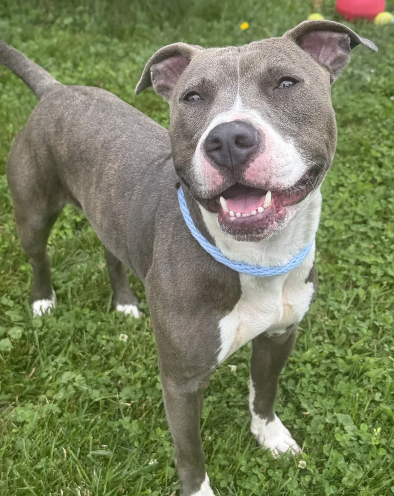 A young medium-sized male Gray / Blue / Silver Pit Bull Terrier dog named Stryker for adoption in Anderson, IN