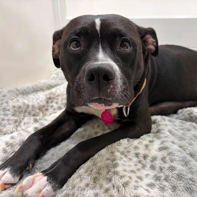 An adult medium-sized female Black Mixed Breed dog named Girlie Pop for adoption in Seminole, FL