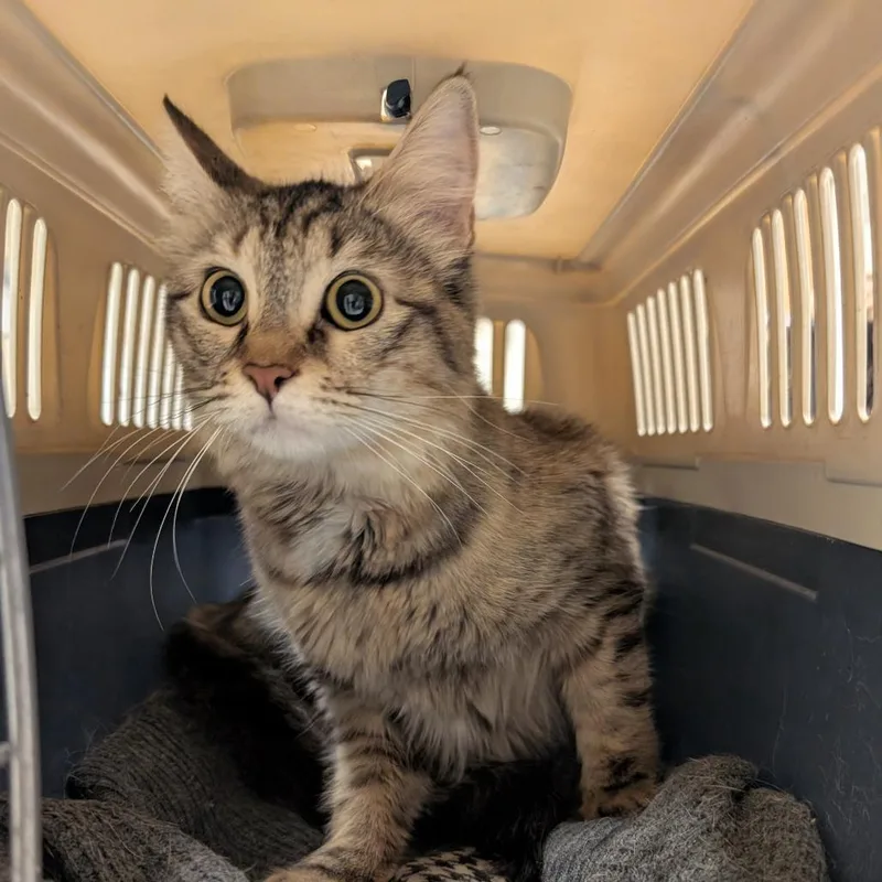 An adult medium-sized female Torbie Domestic Medium Hair cat named Francine for adoption in Baltimore, MD