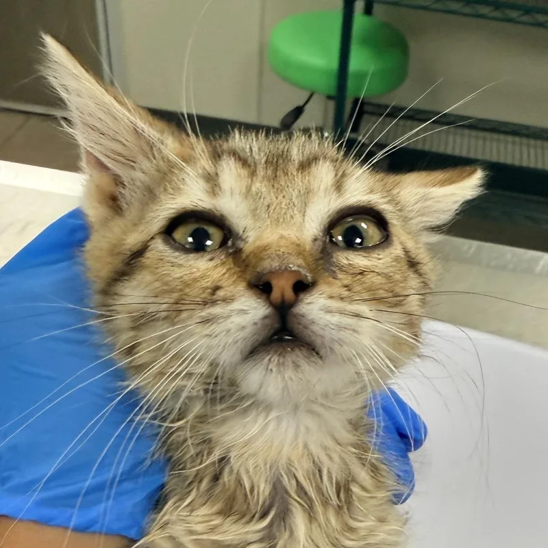 A baby small-sized female Brown / Chocolate Domestic Short Hair cat named Angela for adoption in Las Cruces, NM