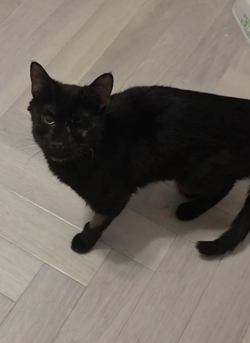 A young small-sized female Black Domestic Short Hair cat named Nyx Nightshade for adoption in Chandler, AZ