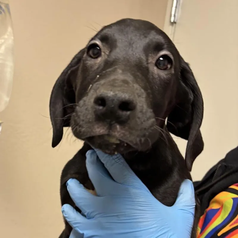 A baby small-sized male Black Great Dane dog named Buns for adoption in Tempe, AZ