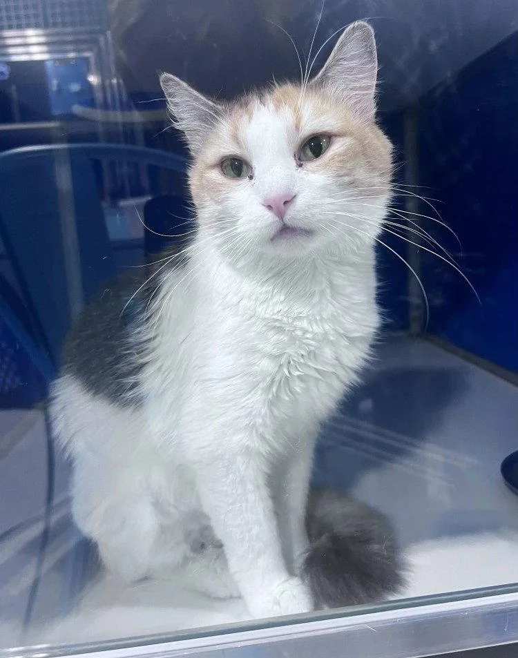 An adult medium-sized female Domestic Medium Hair cat named Willowdusk for adoption in Colorado Springs, CO