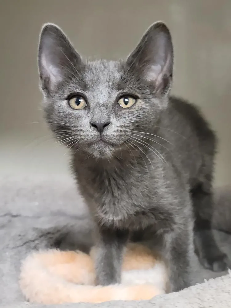 A baby small-sized female Gray / Blue / Silver Domestic Short Hair cat named Ethanol for adoption in Green Valley, AZ
