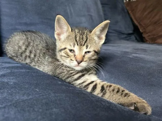 A baby small-sized male Domestic Short Hair cat named Piglet for adoption in Forney, TX