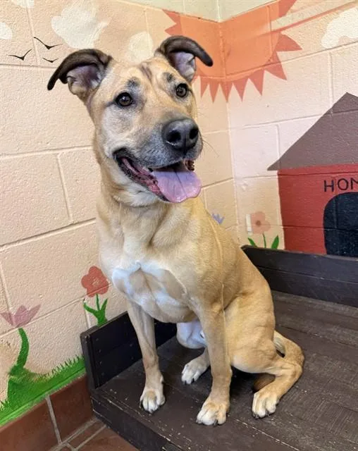 An adult large-sized male Labrador Retriever dog named Sam for adoption in Castaic, CA