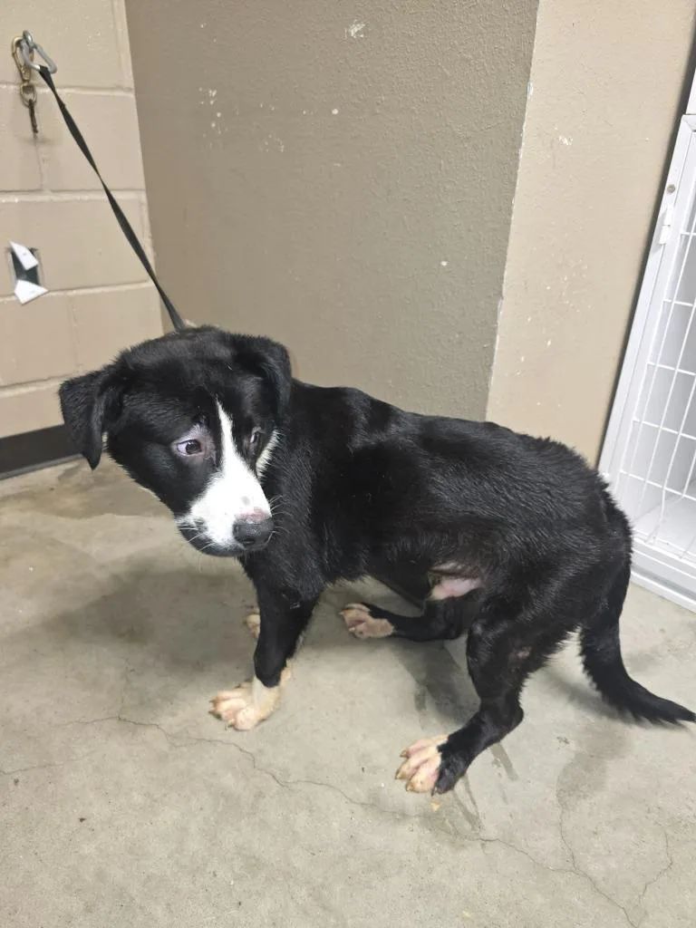 A baby medium-sized male Border Collie dog named Max for adoption in Huntsville, TX