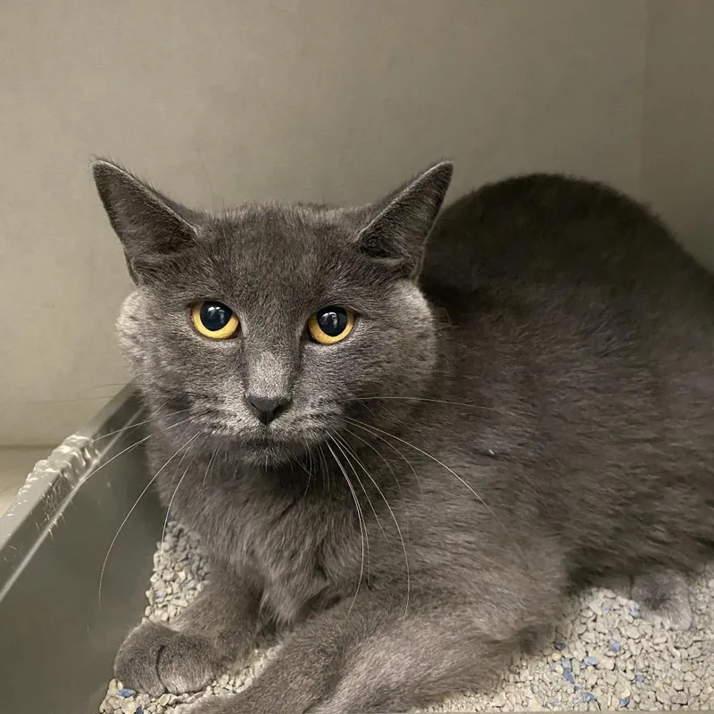 An adult medium-sized female Gray / Blue / Silver Domestic Short Hair cat named Luna for adoption in Dayton, OH