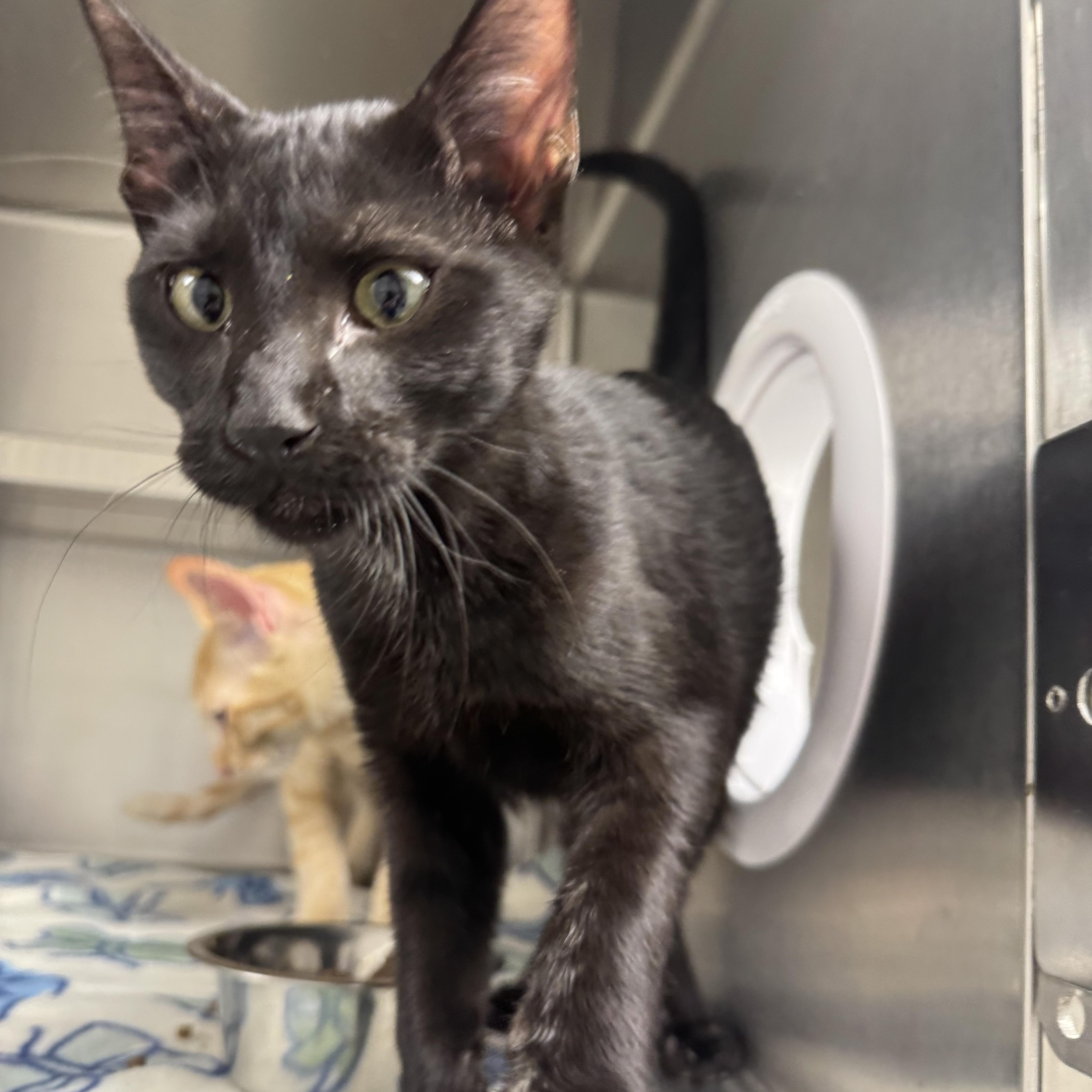 A baby medium-sized male Black Domestic Short Hair cat named Found for adoption in Liberty, MO