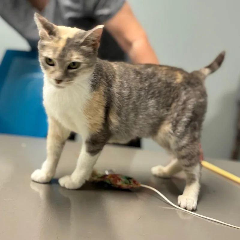 Meredith thumbnail 2