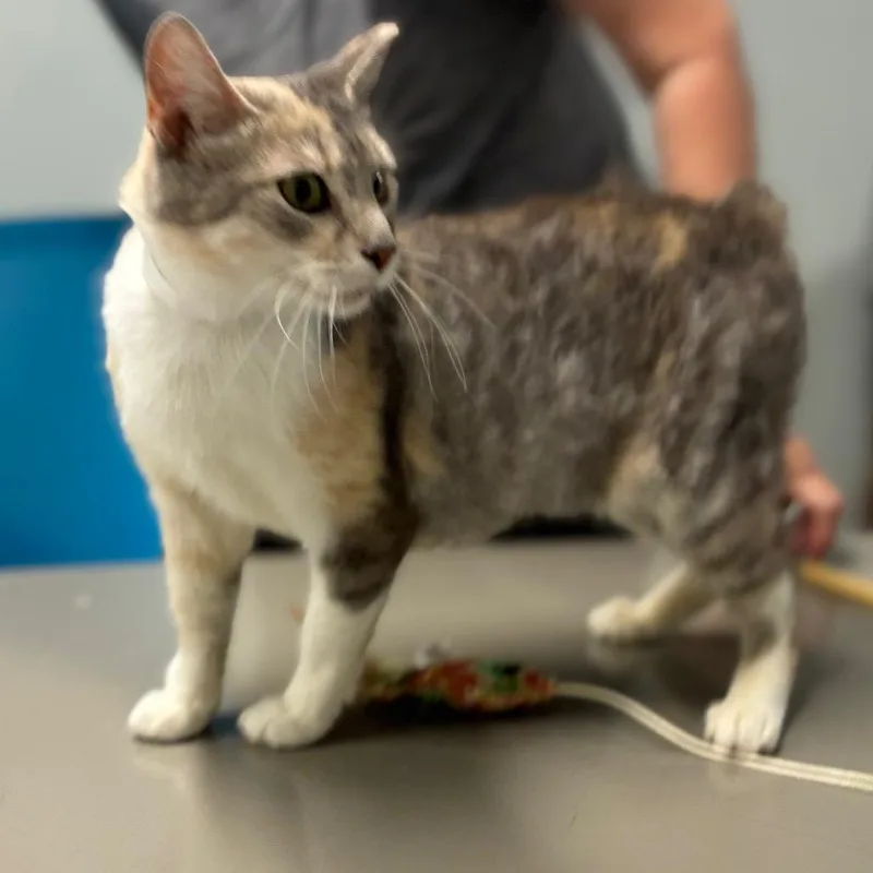 Meredith thumbnail 3
