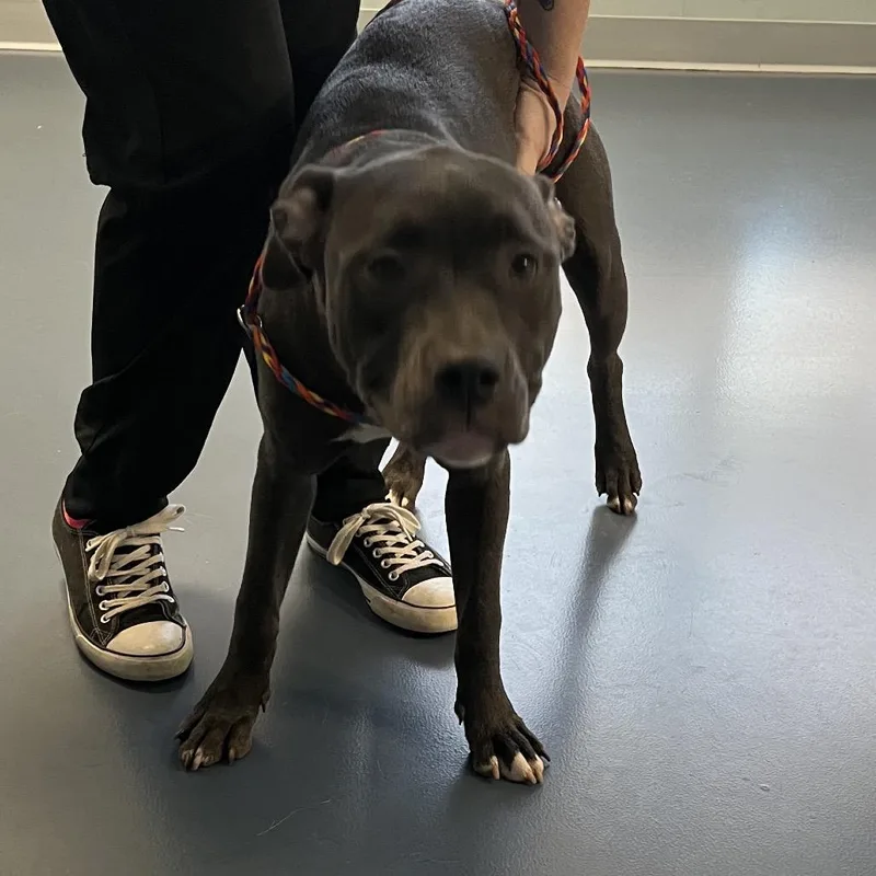 A young medium-sized female Gray / Blue / Silver Pit Bull Terrier dog named New Jersey for adoption in Greensboro, NC