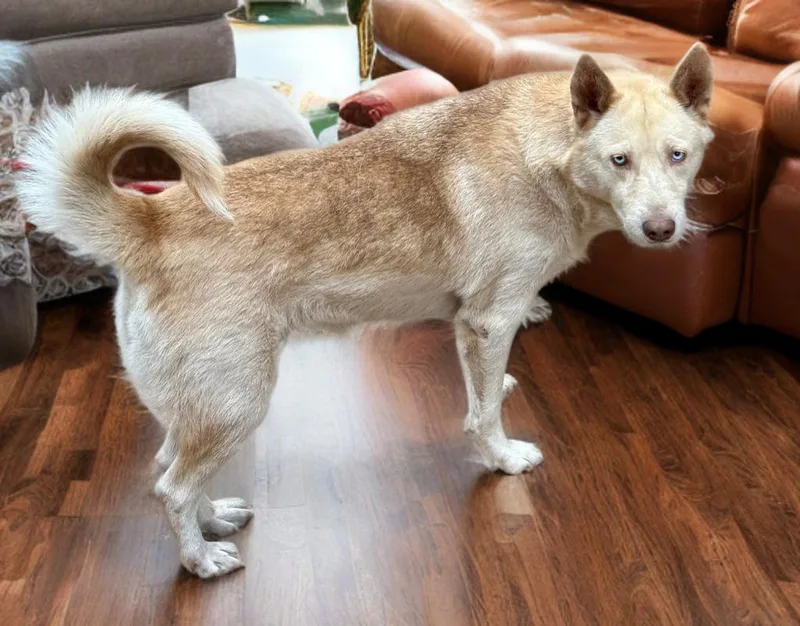 An adult medium-sized female Siberian Husky dog named Carlie for adoption in Sumter, SC