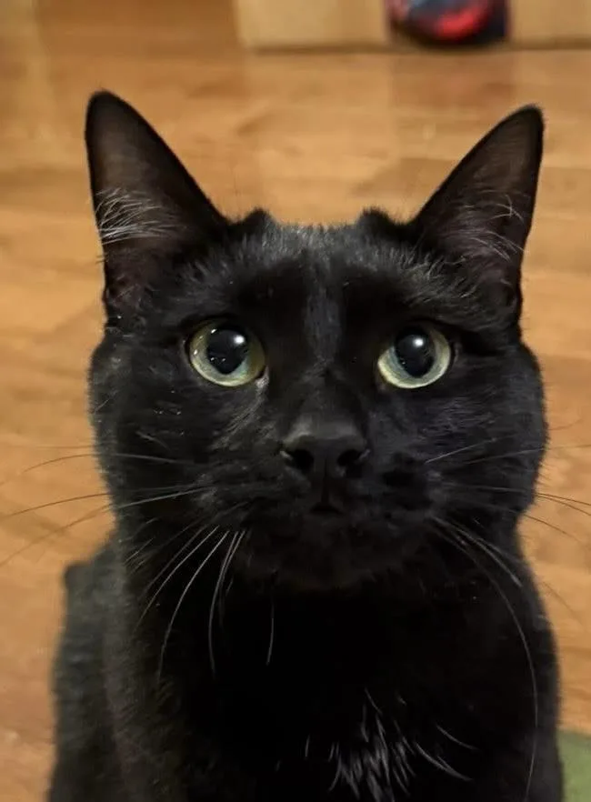 An adult medium-sized female Domestic Short Hair cat named Levina for adoption in Beacon, NY