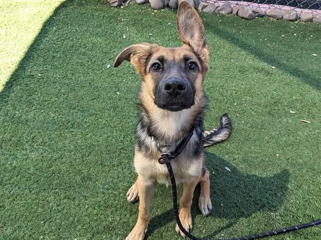 A young large-sized female German Shepherd Dog dog named Mina for adoption in Phoenix, AZ
