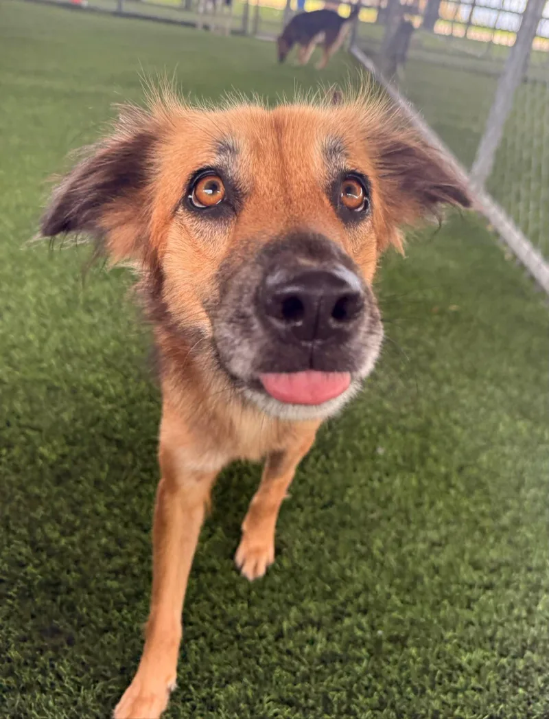 A senior medium-sized female Mixed Breed dog named Jada for adoption in Brooklyn, NY