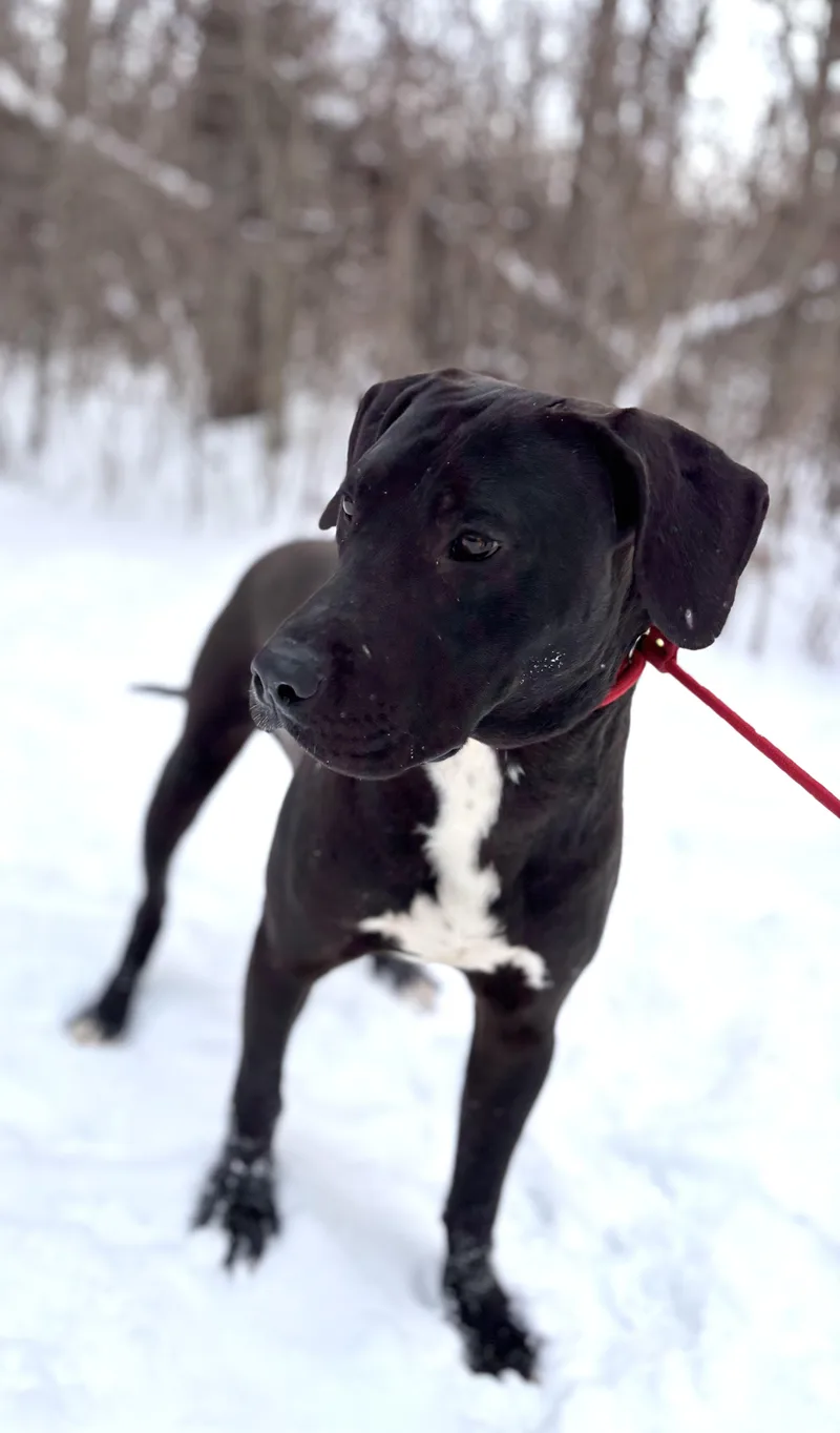 A young medium-sized male Mixed Breed dog named Ace for adoption in Mount Pleasant, MI