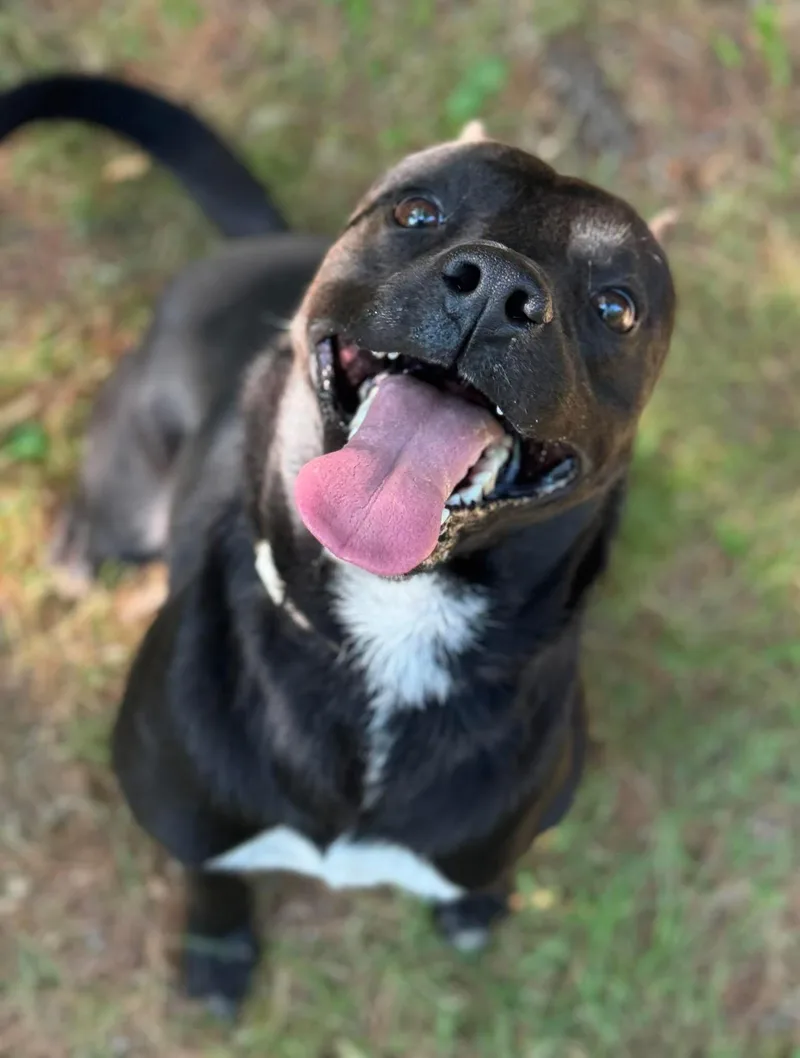 An adult medium-sized male Black Mixed Breed dog named Daffy for adoption in Vassalboro, ME
