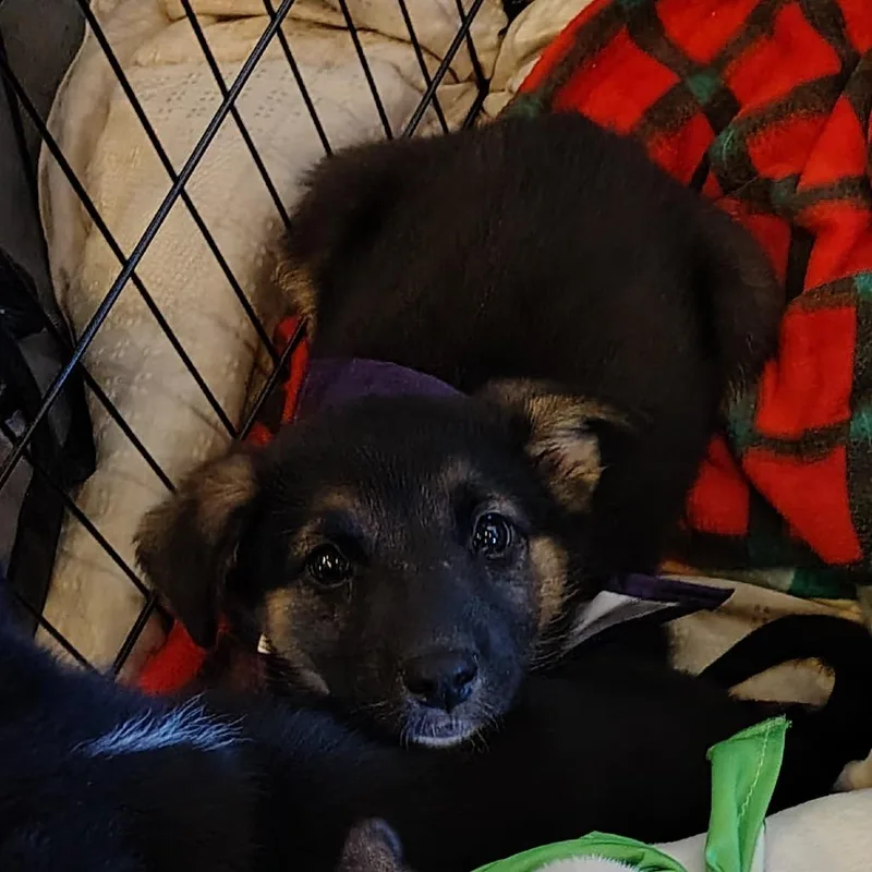 A baby small-sized female Black German Shepherd Dog dog named Pandora for adoption in Coos Bay, OR