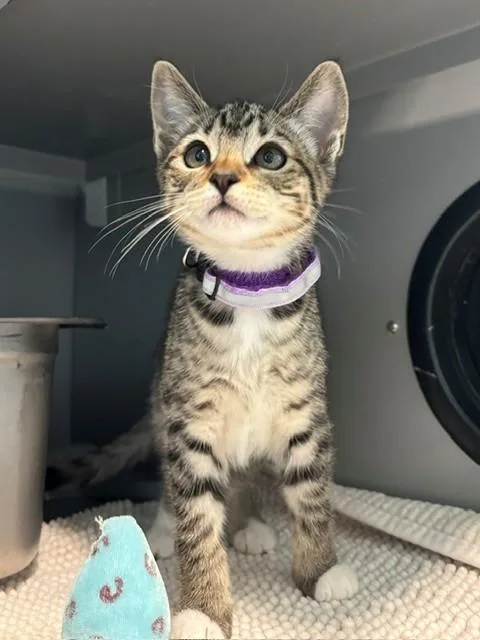 A baby medium-sized female Domestic Short Hair cat named Laalaa for adoption in Leesburg, VA
