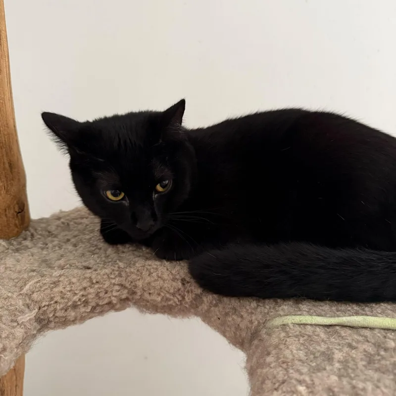 An adult medium-sized female Black Domestic Short Hair cat named Sydni for adoption in SNOW HILL, NC