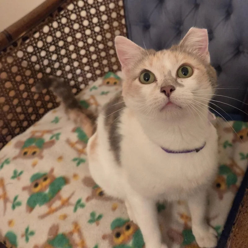 An adult medium-sized female Dilute Calico Domestic Short Hair cat named Venus for adoption in Fort Oglethorpe, GA