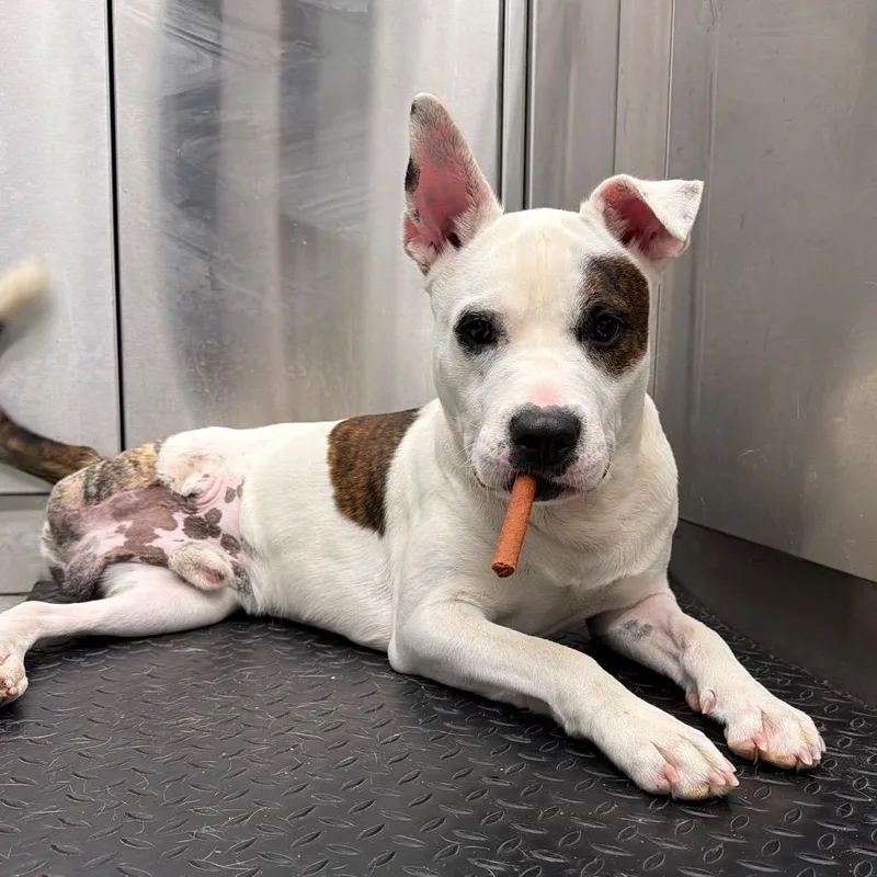 An adult medium-sized male White / Cream Mixed Breed dog named Taz for adoption in Abilene, TX