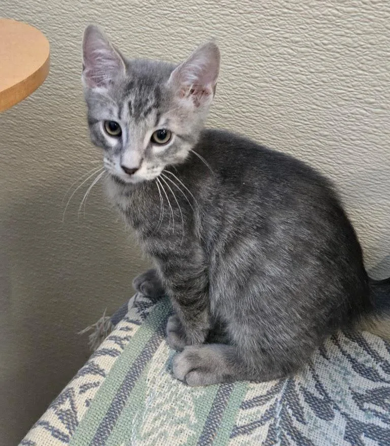 A baby small-sized male Tabby (Gray / Blue / Silver) Tabby cat named Harvey for adoption in New Rochelle, NY