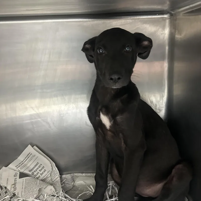 A baby medium-sized female Black Shepherd dog named Blender for adoption in Lakeland, FL