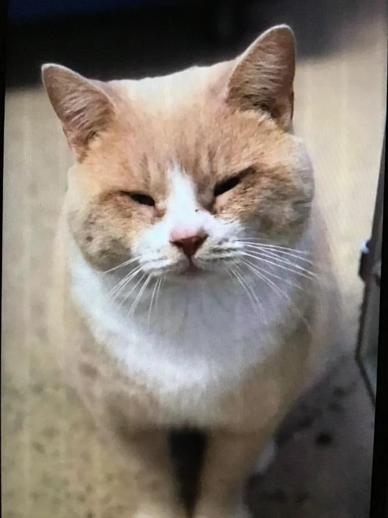 An adult large-sized male Domestic Short Hair cat named Timothy for adoption in Pottsville, PA