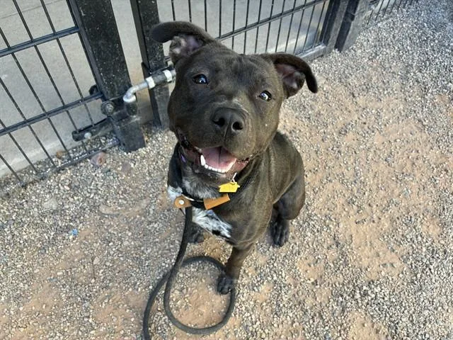 A young large-sized female Pit Bull Terrier dog named Allie for adoption in Mesa, AZ