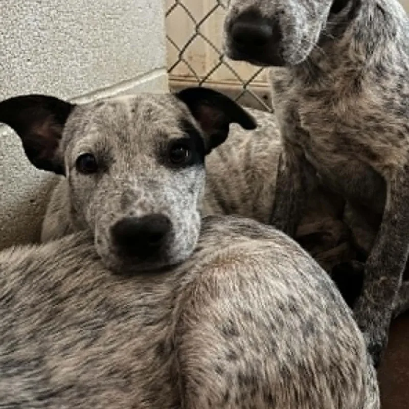 A baby medium-sized female White / Cream Australian Cattle Dog / Blue Heeler dog named Charlotte for adoption in Stephenville, TX