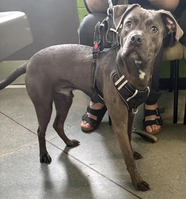 A young medium-sized male Pit Bull Terrier dog named Pen  Jarren for adoption in Lawrenceville, GA