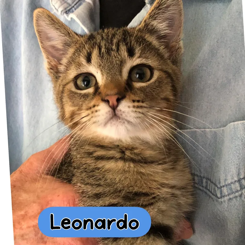 A young medium-sized male Tabby (Brown / Chocolate) Domestic Short Hair cat named Leonardo for adoption in Warren, OH