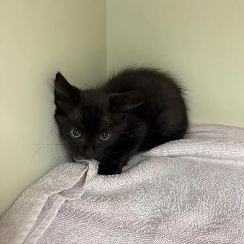 A baby small-sized male Black Domestic Medium Hair cat named Vin Diesel for adoption in Port Richey, FL