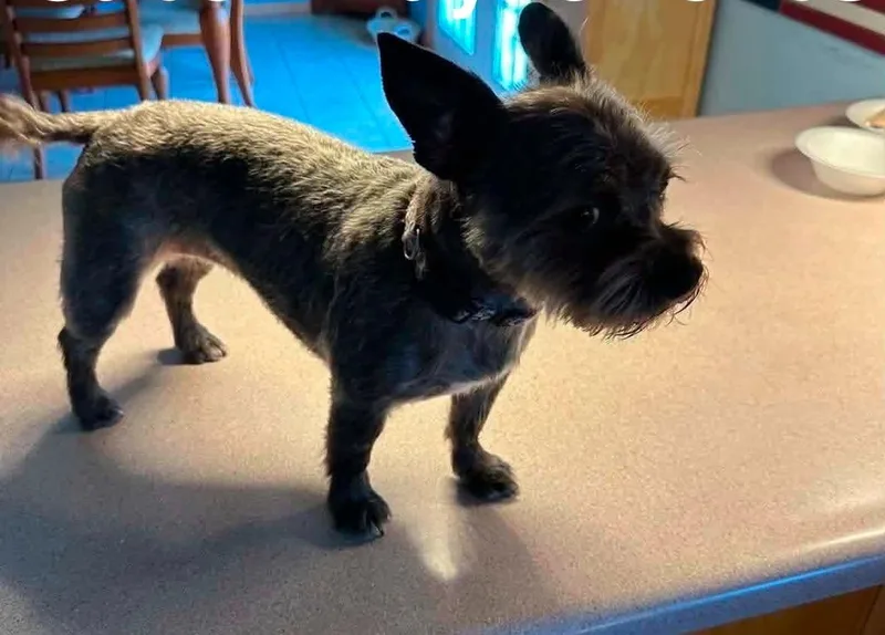 A baby medium-sized female Terrier dog named Acorn for adoption in Newport, KY