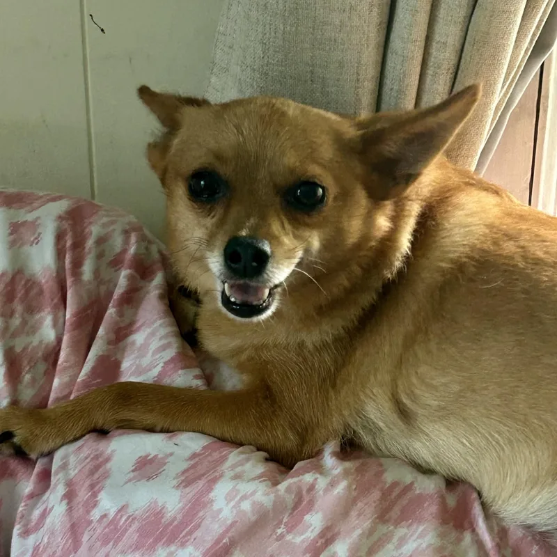 An adult small-sized female Chihuahua dog named Allie for adoption in Coldwater, MI