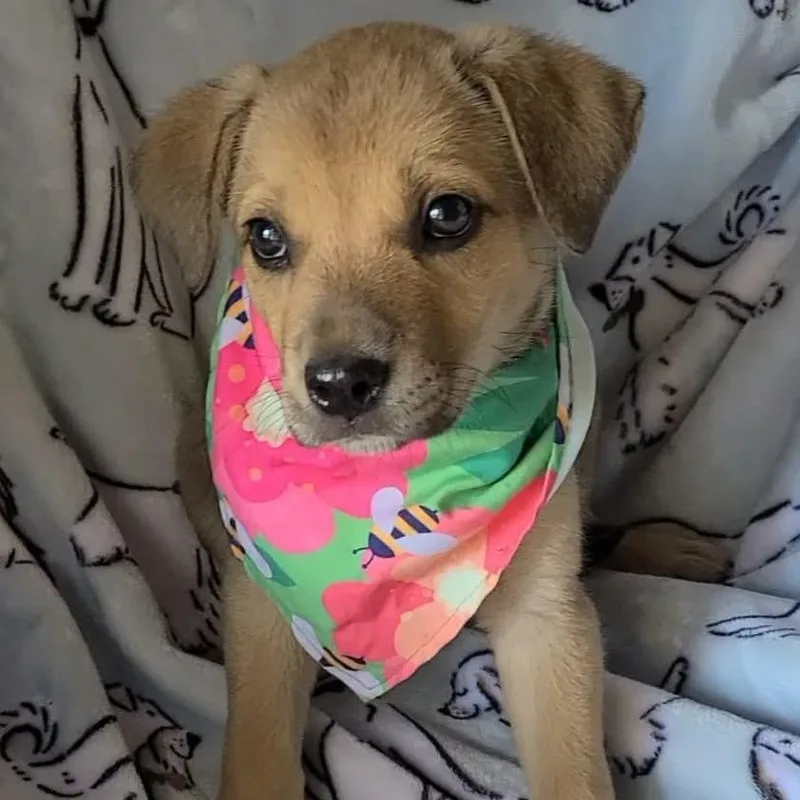 A baby medium-sized female Apricot / Beige Mixed Breed dog named Cookie Dough for adoption in Woolwich, ME