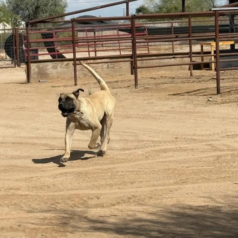 Tank