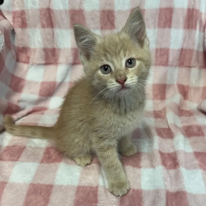 A baby small-sized male Buff / Tan / Fawn Domestic Short Hair cat named Butter for adoption in Kittanning, PA