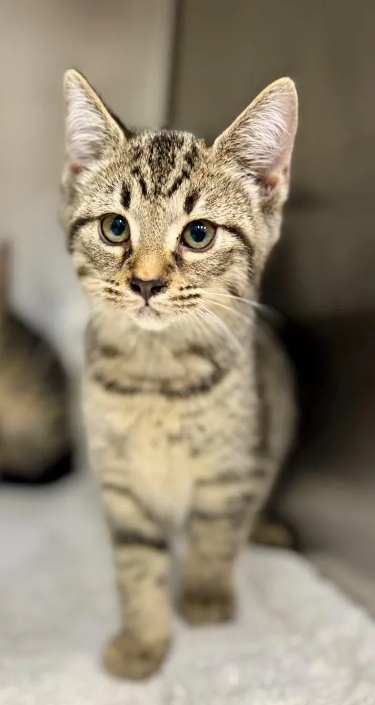 A baby medium-sized male Domestic Short Hair cat named Nutmeg for adoption in Danielsville, GA