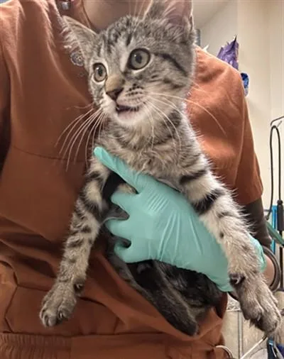 A baby small-sized female Domestic Short Hair cat named Annie for adoption in Riverside, CA
