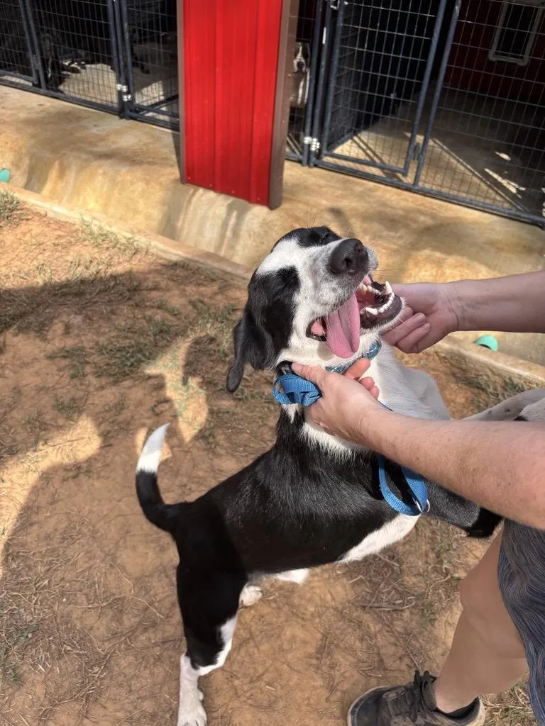 A young medium-sized male Black Mixed Breed dog named Lafayette for adoption in Ruston, LA