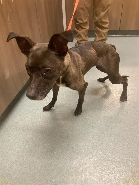 A senior small-sized female Hound dog named Ethel for adoption in Baytown, TX