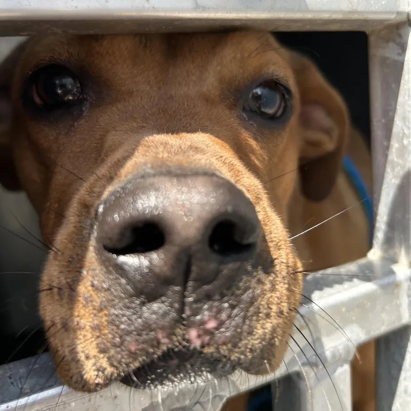 A young medium-sized female Brown / Chocolate Hound dog named Mindy for adoption in Greensboro, NC