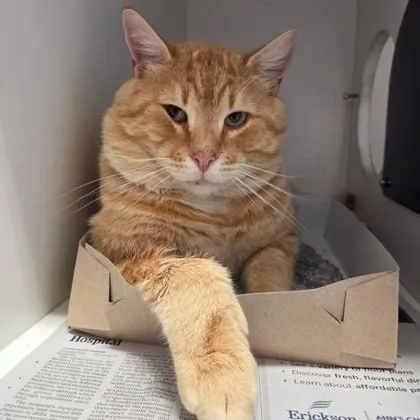 An adult large-sized male Tabby (Orange / Red) Domestic Short Hair cat named Beaver for adoption in Phoenixville, PA