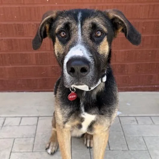 An adult large-sized male German Shepherd Dog dog named Vomer for adoption in Los Angeles, CA