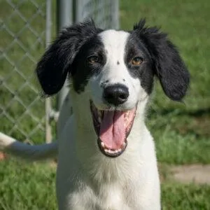 A young medium-sized male English Springer Spaniel dog named Giles for adoption in Easton, MD